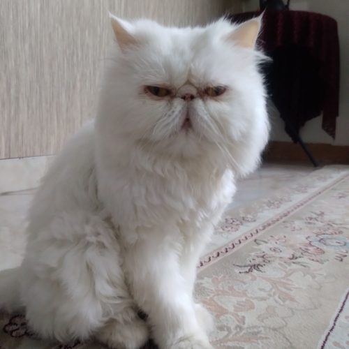 گربه پرشین