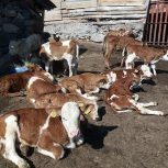 گوساله سیمینتال