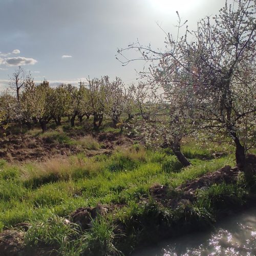 اجاره باغ گیلاس