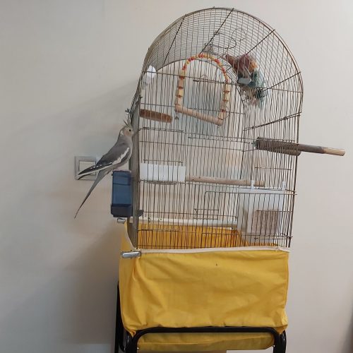 عروس هلندی+ قفس چرخدار و غذا تجهیزات کامل