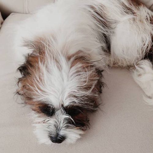 واگذاری سگ شیتزوو کروووس شناسنامه دار