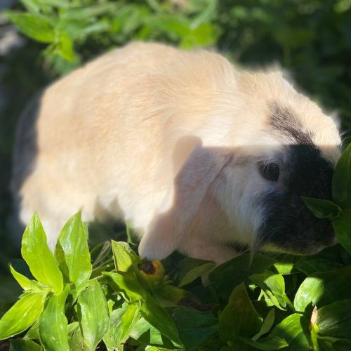 خرگوش لوپ .ماده