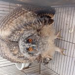 🦉 جوجه جغد