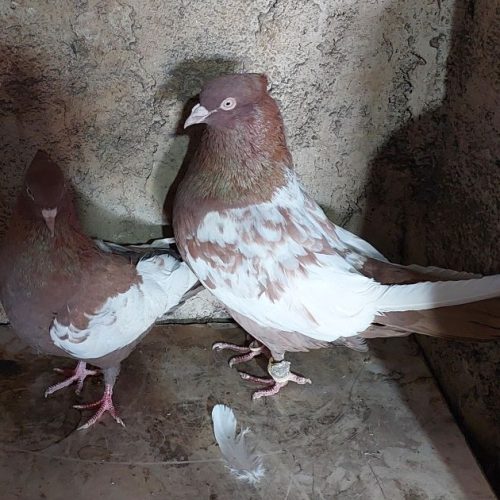 کفتر بهبهانی رنگ