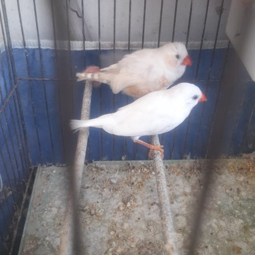 یک جفت فنچ بالغ وتخمگذار