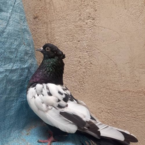 کبوتر سینه ای و دمبی