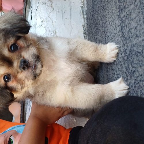 سگ پیکنیز تریر