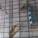 یک جفت قناری جوان