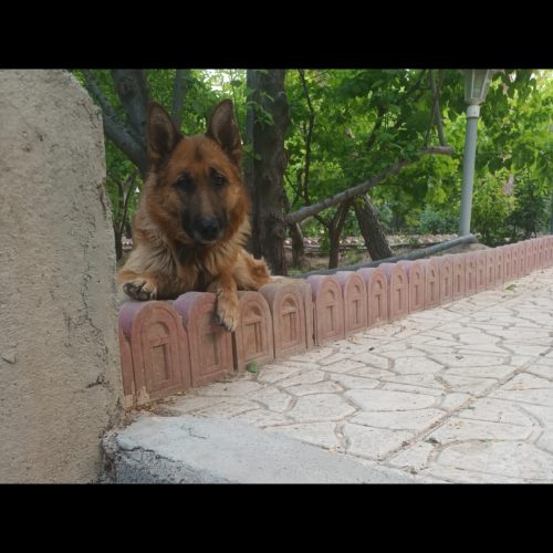 سگ ژرمن اصیل شولاین