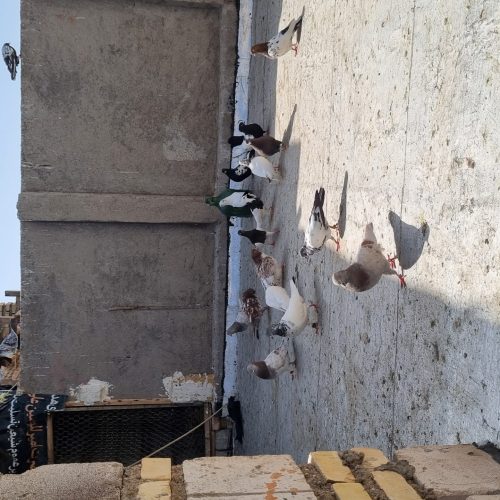 30کبوتررنگی