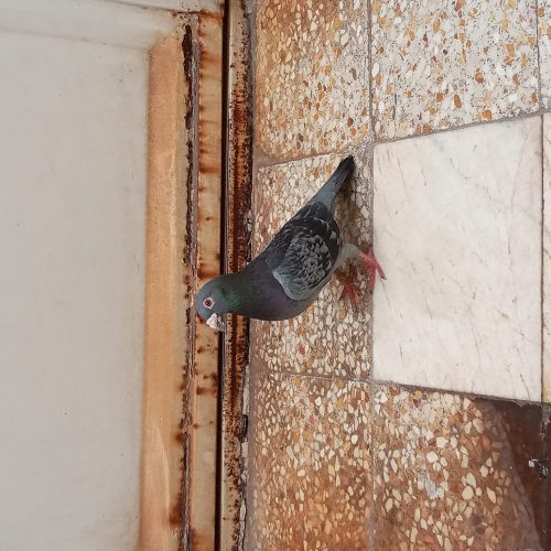 کبوتر پلاکی نر به شرط جوجه گیری