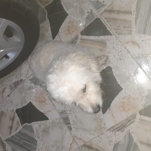 سگ پشمالو    بلد بودن جای دستشویی