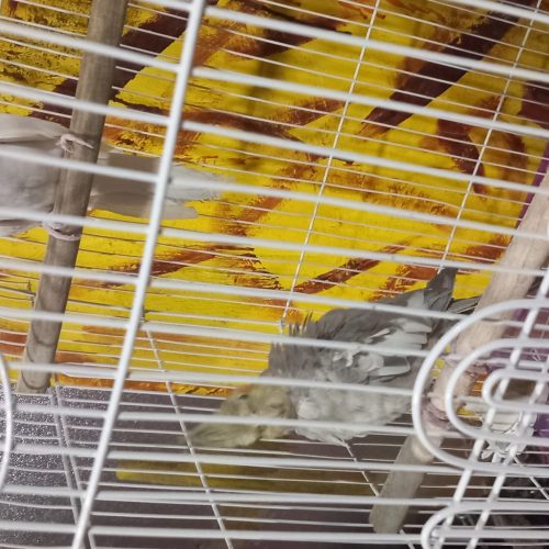 2عدد عروس هلندی با قفس مخصوص