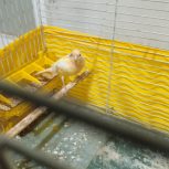 فروش  یک جفت قناری زرد و گنجشکی