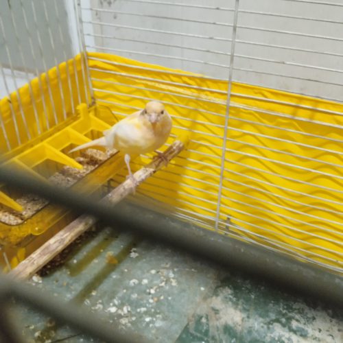 فروش  یک جفت قناری زرد و گنجشکی