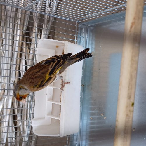 سهره قناری دهن سهره مست