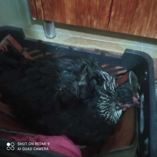 مرغ،تخم گذار