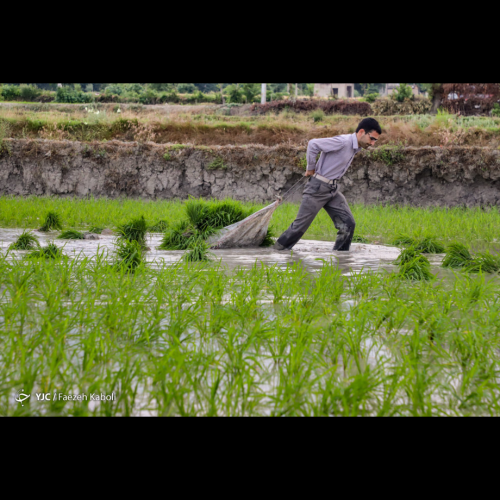 فروش برنج های ایرانی درجه یک