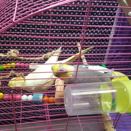 عروس هلندی با قفس