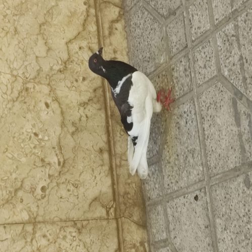 کفتر یهودی چشم سرخ