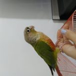 طوطی گرینچیک