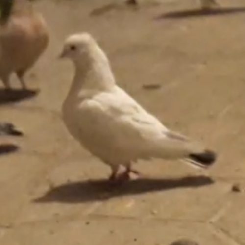 10 عدد کبوتر پرشی و زوردار
