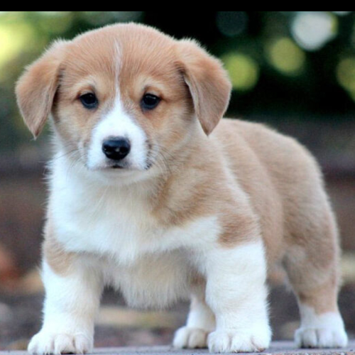 پاکوتاه قشنگ