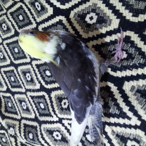 پرنده ؛عروس هلندی