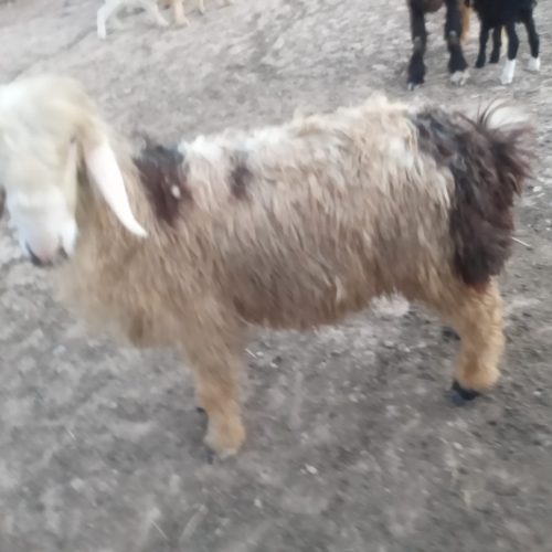 سه تا بره قربانی 6ماه به بالا چاق