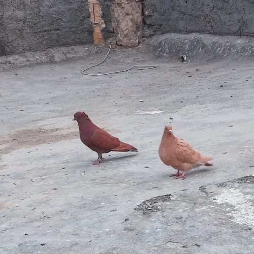 کفتر سرخ کاکلی