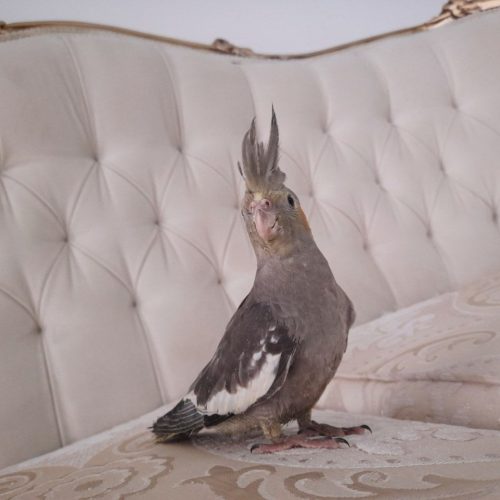 طوطی عروس رام ماده