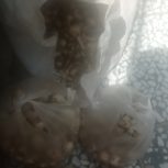 موسیر اصل کوهی