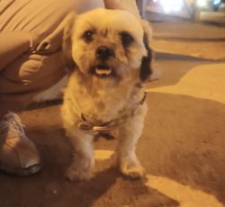 یک عدد سگ پاکوتاه خانگی