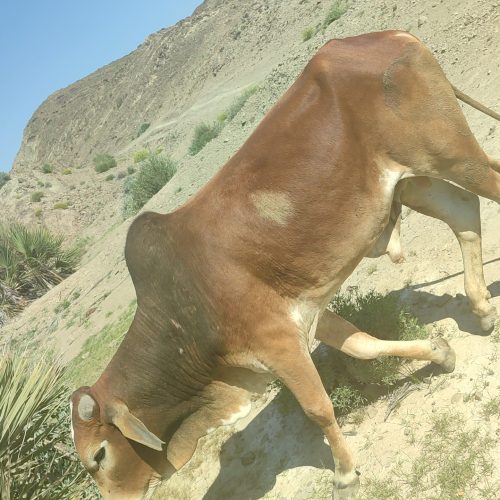 دوگاومخلی برای قربانی