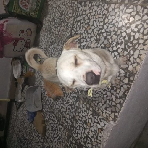 فروش دو راس حیوان سگ