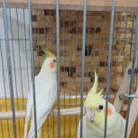 عروس هلندی نروماده