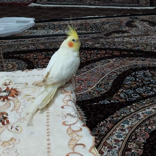 عروس هلندی