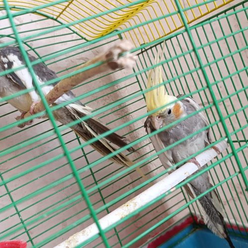 عروس هلندی 700هزار تومان