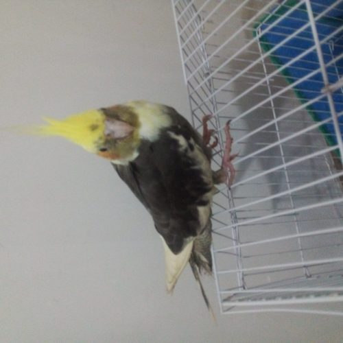 پرنده ؛عروس هلندی