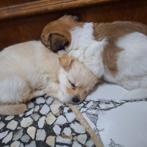 توله سگ نژاد شیتزو اشپیز