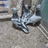 تعداد10تارنگه‌