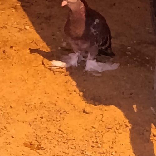 5تا کبوتر شق شقی