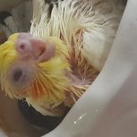 جوجه عروس هلندی سرلاکی لوتینو