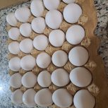 تخم مرغ مستقیم ازمرغداری