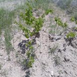 فروش باغ انگور شهر مالوجه (قروه)