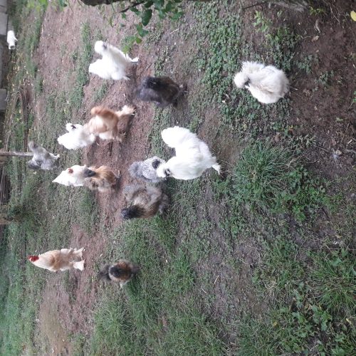 ابریشمی باکیفیت عالی.همه رنگ