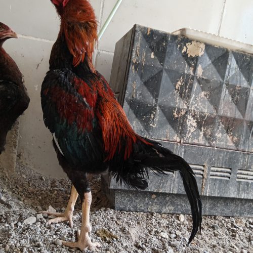 خروس لاری اصیل