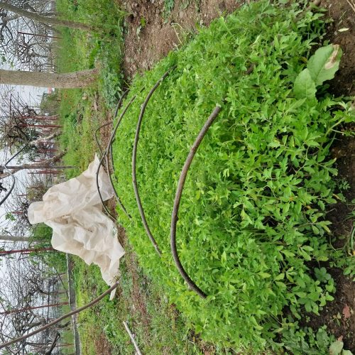 گوجه محلی وگوجه درختی