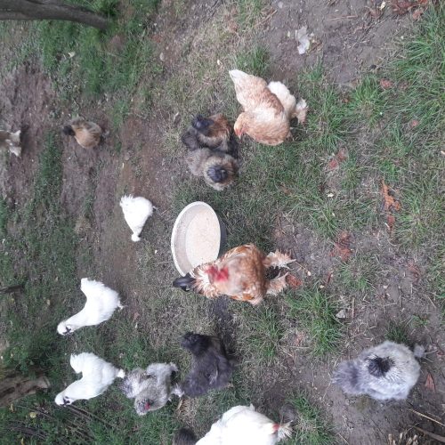 ابریشمی باکیفیت عالی.همه رنگ