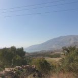 فروش باغ زیتون